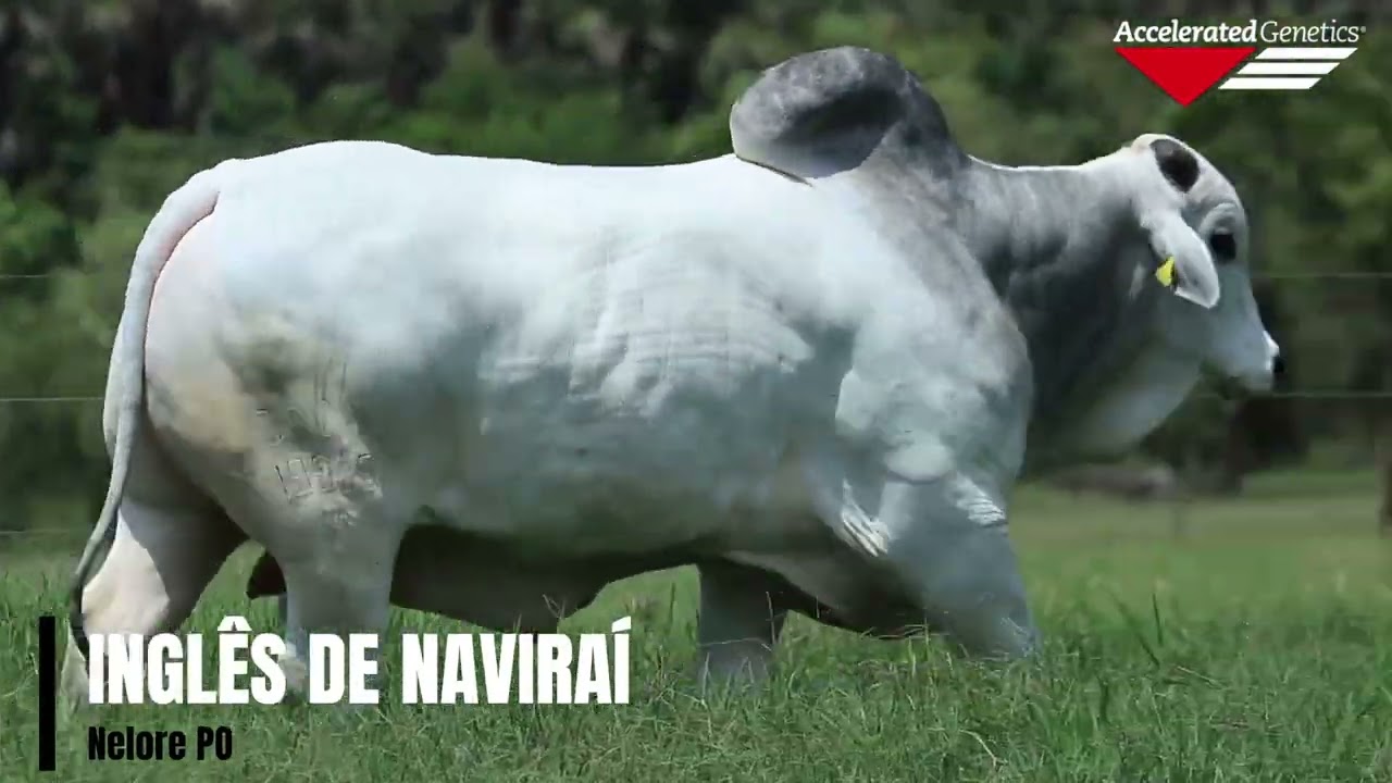 Vídeo INGLÊS DE NAVIRAÍ