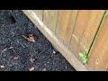 Rat Burrows Found Along the Fence in Colts Neck, NJ