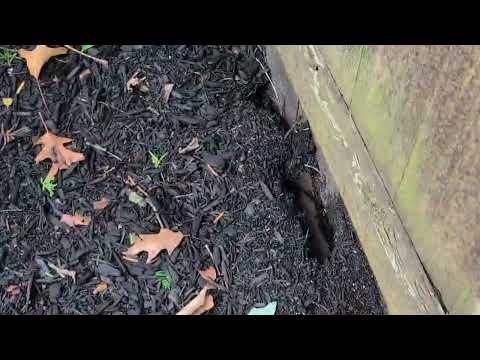 Rat Burrows Found Along the Fence in Colts Neck, NJ