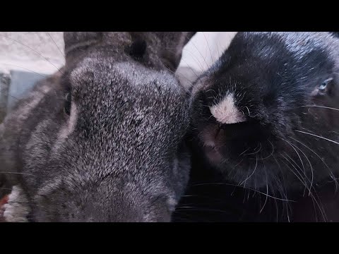 Mi mascota querida. Hasta siempre conejito.