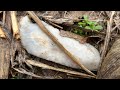 MUST WATCH!!! Find of a lifetime in MISSOURI! Arrowhead Hunting