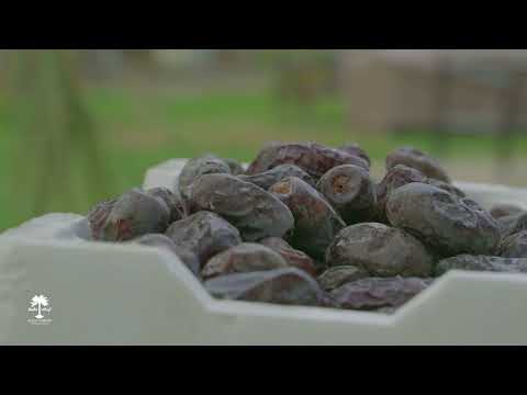 Aryaf Taibah - Commercial Video