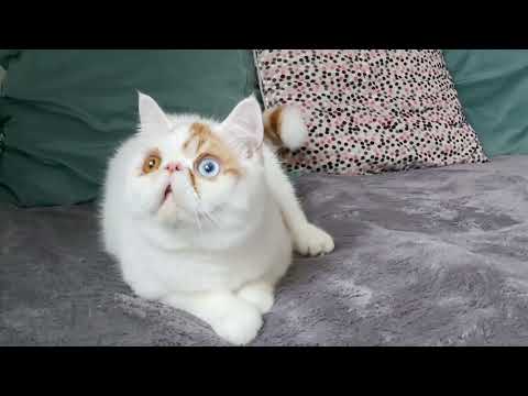 Exotic  Shorthair kitten cat ( can deliver) - Image 2