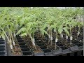 Tomato grafting technique// how to graft tomato plant at home