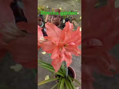 Deesha garden dit is mijn tuin buiten paramaribo