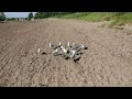 Feeding Seagulls Trail Mix