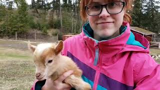 Disbudding baby goats- using the Rhinehart x30