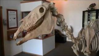 preview picture of video 'Hagerman Horse (Equus simplicidens) Skeleton, Hagerman Fossil Beds National Monument, Idaho, USA'