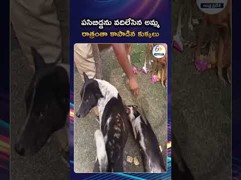 The dogs guarded the baby all night