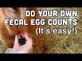 Easy DIY Fecal Egg Counts Goat And Sheep Deworming