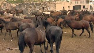 hürmetçi köyü yılkı atları kayseri