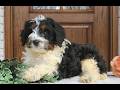 Cavapoo dogs for sale: Noah  - Video 1