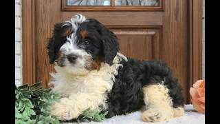 Video preview image #1 Cavapoo (Miniature) Puppy For Sale in NARVON, PA, USA