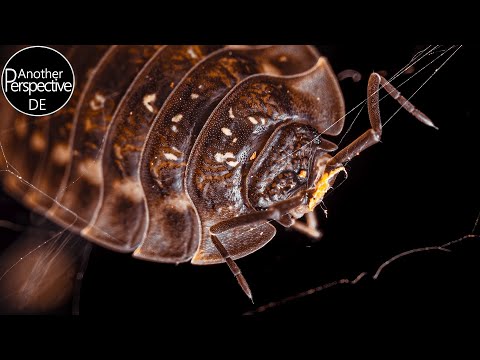 Makrofotografie im Herbst | Gold-Edition