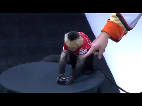 They got a Monkey for the Puck Drop?