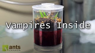 My Dracula Ant Colony - ants that suck blood