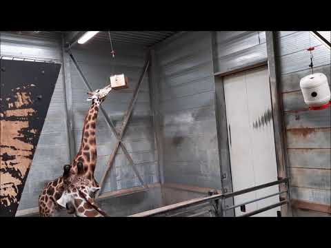 Giraffe Different Tongue Feeder Enrichment