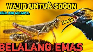 Download lagu MASTERAN SOGON SUARA BELALANG EMAS mp3 Download lagu MASTERAN SOGON SUARA BELALANG EMAS mp3