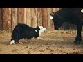 Joker Is The Best Cowdog We Have Ever Had