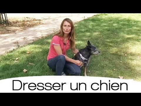 comment construire un chien assis