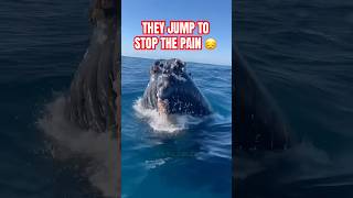 Why Do Whales Jump Like They Lost Their Mind?