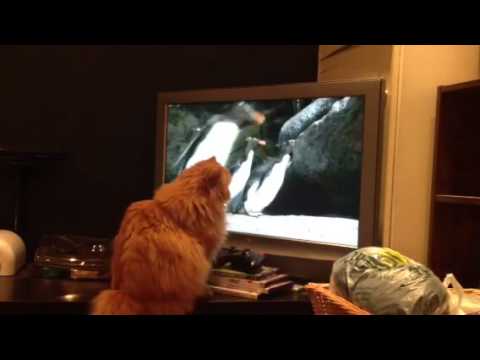 Cat enthralled by penguin documentary.