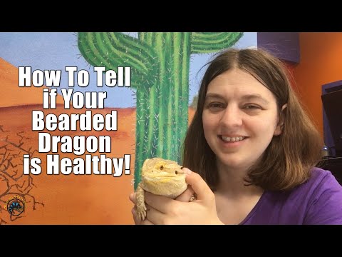How to Tell if Your Bearded Dragon is Healthy!
