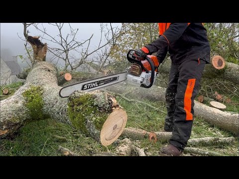 New Stihl MS661 C Chainsaw cutting Ash for Firewood