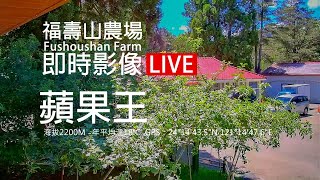 福壽山農場 - 蘋果王