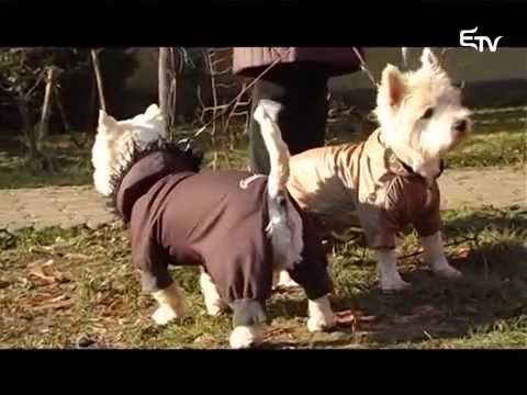 Pszichotrillák 2015. február 21. – Erdélyi Magyar Televízió