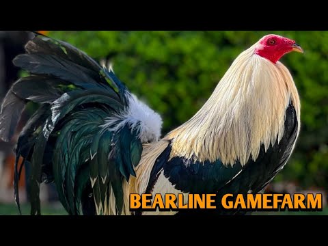 Grey Blueface Yellow leg hatch - BEARLINE FARM