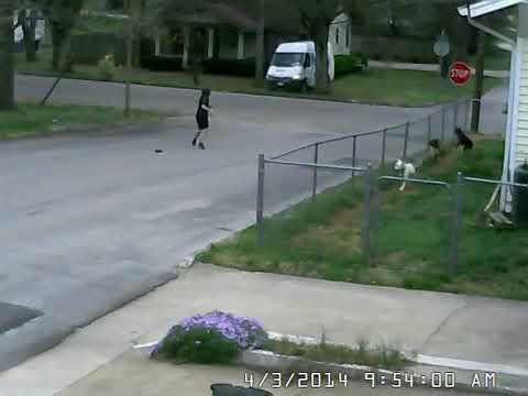 Epic FedEx Fail That Keeps the Dogs Entertained