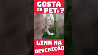 Gatos Graciosos | Vídeos de Gatos e Cães ? #shorts