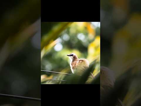 Sony ZVE10 + Sony 70-350mm apsc telephoto combo. Wildlife photography. #photography #sony #wildlife