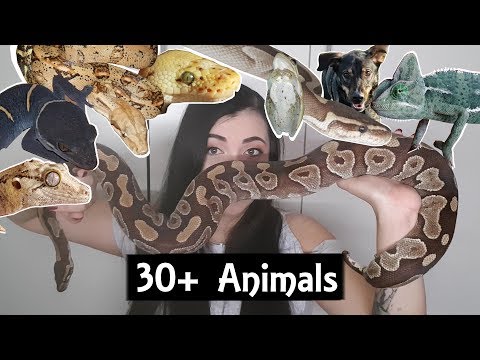 UPDATE: All My Pets 2019!