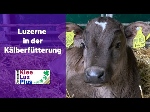 Kälber füttern mit Luzerne