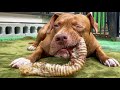 Very Satisfying ASMR Pitbull Eating Beef Tracheal Jerky