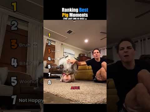 ranking best pig moments #usa