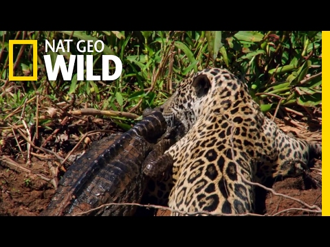 download lagu mp3 mp4 Animal Stars, download lagu Animal Stars gratis, unduh video klip Animal Stars