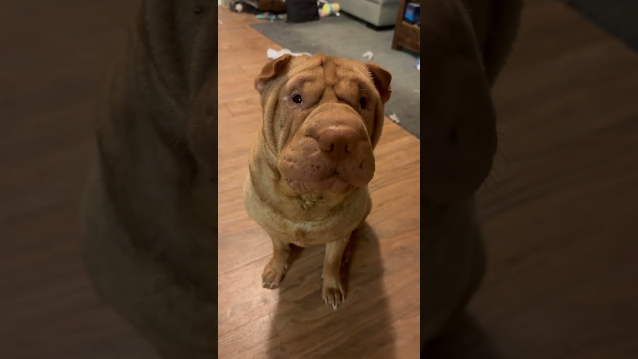 Don’t forget to start your day with a cup of coffee! #goodmorning #breakfast #coffee #dog #puppy