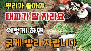 뿌리가 좋아야 대파가 잘 자랍니다 이렇게 대파를 옮겨 심어주면 대파가 굵게 빨리자라요 루브스 트리코마 삽목발…