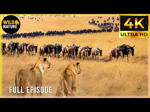 MIGRANT FRONTIER - Power Struggles on Open Ground (Full Episode) | Nature Animal Documentary