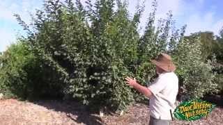 Summer Pruning Fruit Trees 2015