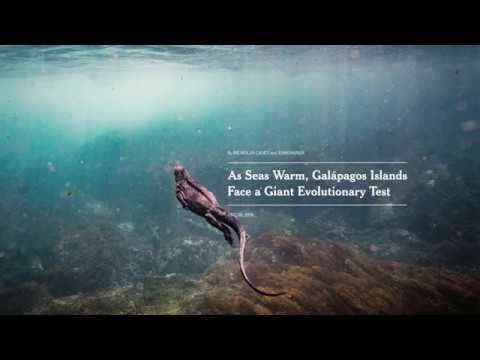 The Truth Is Worth It: Witnessing | The New York Times