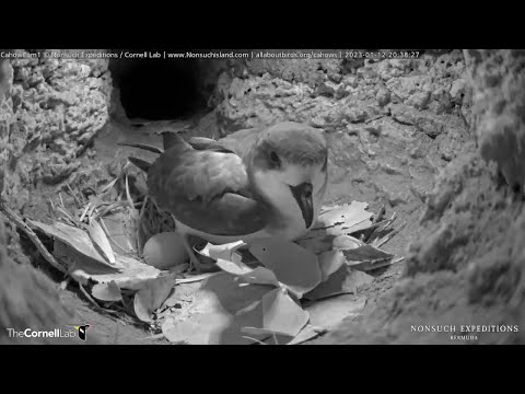 Male Cahow Wanders Down Tunnel For An Incubation Break, Reveals Egg – Jan. 12, 2023