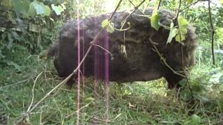 MOV06492. Taken 23 November 2014.