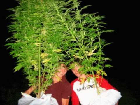 detras del humo estoy yo " kino, ceda el paso, tito cana brava "