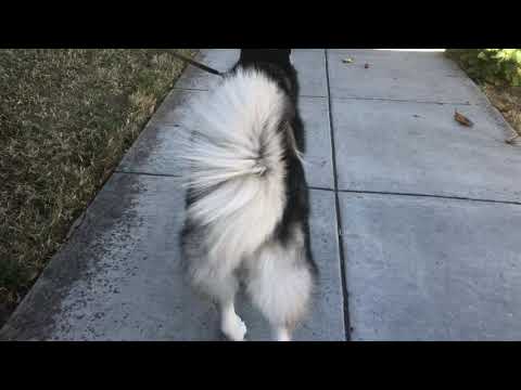 Husky is Salsa Dancing with Spanish music, Her name is SKY