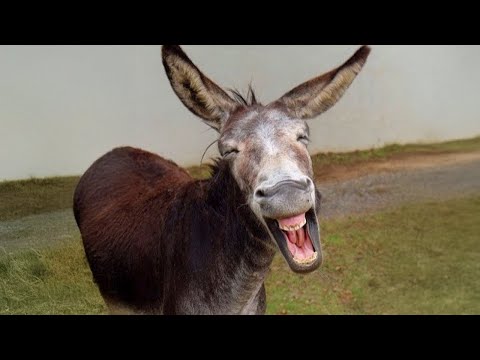 I didn’t know donkeys could be this funny - FUNNIEST ANIMALS video 2025