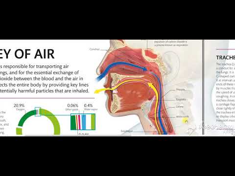 Nasal Cavity Airway 2